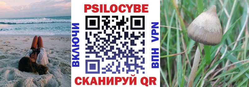 Купить  Александровское  Галлюциногенные грибы Psilocybine cubensis 